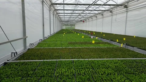 Drone - Left to Right View of Casctus Beds - Small Greenhouse Stock Footage 314227230