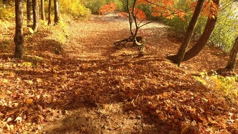 Drone lifting camera and moving forward within colored trees in forest Stock Footage 119202589