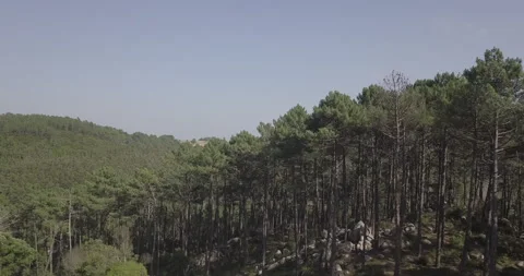 Drone Lifting from Forest Floor to Overhead View Stock Footage 311941043