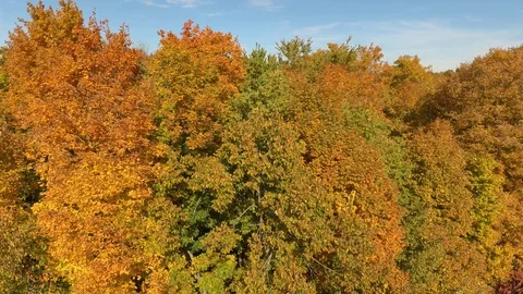 Drone lifting on windy fall day showing trees shaking by blowing force Video stock 119199349