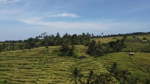 Drone liftoff over rice fields Stockbeeldmateriaal 329867803