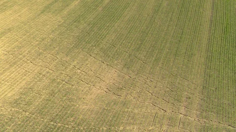 DRONE: Long cracks run across the large cornfield in the arid countryside. Stock Footage 111738838