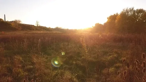 Drone in Long Dry Cat Tails Grass with Sunset Stock-Footage 104625089