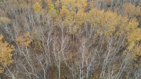 Drone looking down and moving forward over an autumn colored forest of trees Stock Footage 221502982