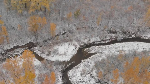 Drone looking down into a barren autumn forest  Stock Footage 118266707
