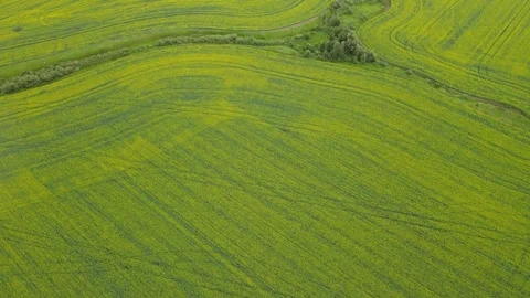 Drone looking down at blooming canola farm fields with winding tractor trails Stock Footage 306623078