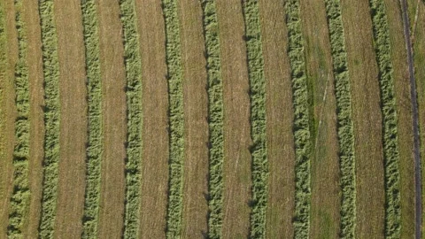 Drone looking down on field after tractor bales its crop 스톡 동영상 142248721