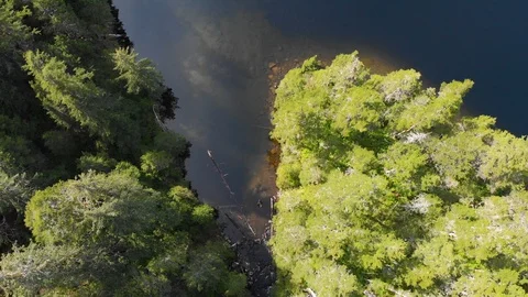 Drone looking down following a stream with trees 스톡 동영상 96051975