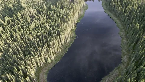 Drone looking down on to a forest of thin spruce trees and a small pond  Stock Footage 181580303