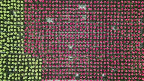Drone - Looking Down Multi-Color Mini Cactus' Stock Footage 314227274