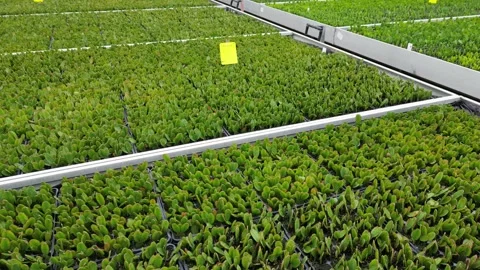 Drone - Looking down over of Cactus Beds - Small Greenhouse Stock Footage 314227279