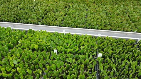 Drone - Looking down over of Cactus Beds - Small Greenhouse PART 2 Stock Footage 314227289