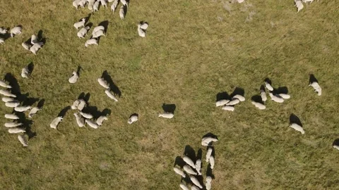 Drone looking down on sheep as they graze throughout the countryside Stock Footage 144298469