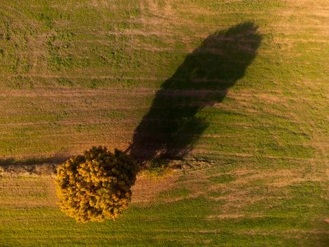 Drone looking down on single tree in cropland casting long shadow with vibran Stock Photos