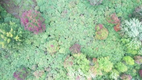 Drone looking down from sky over bog Stock Footage 218218859