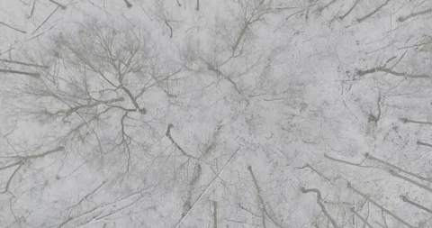Drone Looking down in snowy woods Stock Footage 114718943