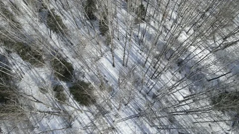Drone looking down into a winter forest of trees with no leaves a Stock Footage 151764437