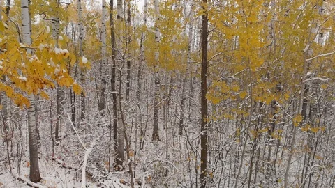 Drone looking moving backwards through a snowy scene in a forest  Stock Footage 118267097