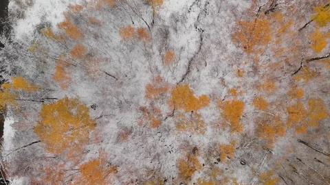 Drone looking straight down and moving forward above a bright colored forest Stock Footage 118936587