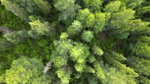 Drone looking straight down and rising slowly above a green forest of spruce  Stock Footage 156131416