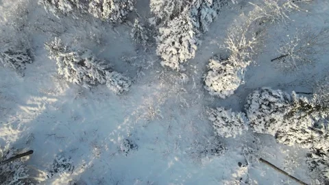 Drone looking straight down and rising over a snow covered forest.  Stock Footage 221190669