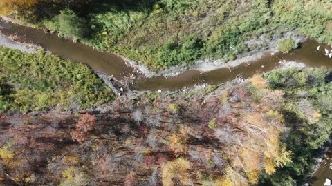 Drone looking straight down into an autumn forest filled with colorful trees  Stock Footage 139889137