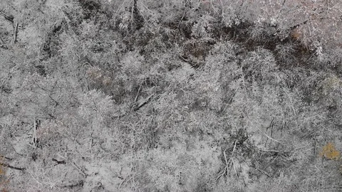 Drone looking straight down at a forest after the first snow of the season Stock Footage 118936535