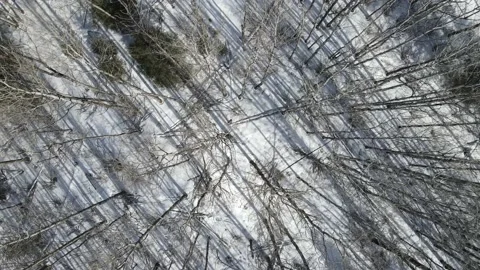 Drone looking straight down into a forest of leafless aspen trees  Stock Footage 151596055