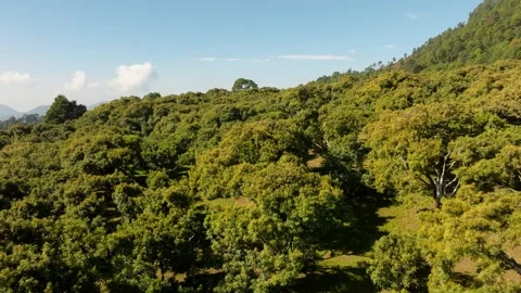 DRONE : LOW ALTITUDE FLY OVER THE TREE TOPS OF AN AVOCADO FARM IN URUAPAN Vídeo Stock 323907782