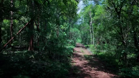 Drone low-altitude tracking shot following a dirt path through a dense forest Stock Footage 335806084