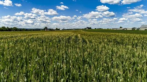 Drone Low Angle of Rows of Corn, Waiting to be Harvested, on a Sunny Summer Day 스톡 사진