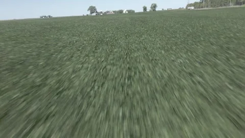 Drone low fast flight over soybean field near Fort Dodge Iowa - 4K Video stock 315926372