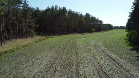 Drone Low flight between trees in the field Stock Footage 194512538