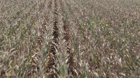 Drone Low Flight Over Cornfield Rows in Rural Iowa – 4K Video stock 315973517