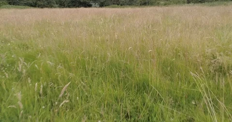 Drone low flight through long grass in fields and meadow Stock Footage 123223744