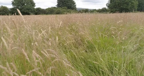 Drone low flight through meadow long grass Video stock 123220983