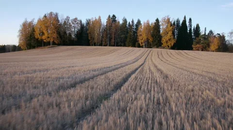 Drone low flyover autumn field with fall colors in sun set Stockbeeldmateriaal 44870580