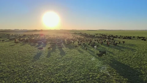 Drone low forward flying toward a giant herd of aberdeen angus cattle, Stock Footage 165318212