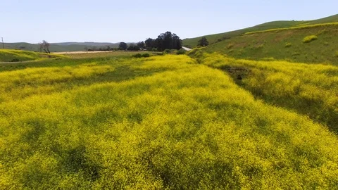 Drone low pass over yellow mustard field to reveal cars on rural coastal cali Vidéo 108718002
