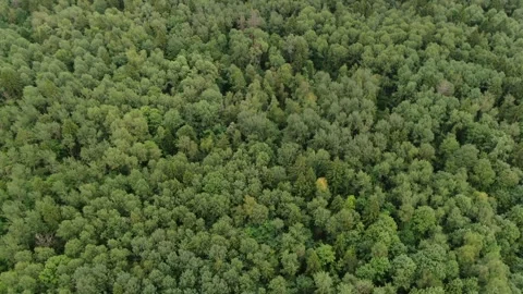 Drone lowering above forest treetops Stock Footage 326554823