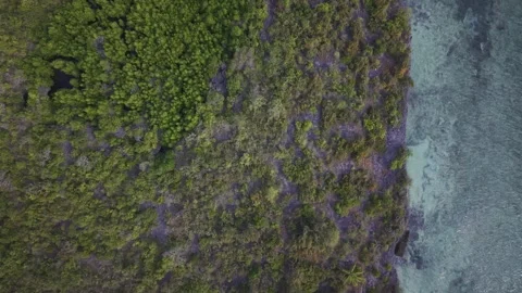 Drone lowers in bird's eye view of forested coastline next to blue water Stock-Footage 346484752