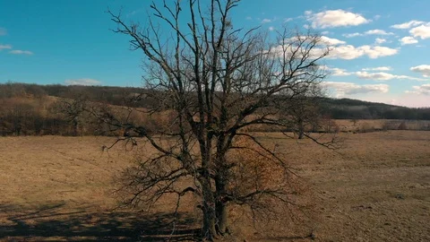 Drone making a parallax around an old oak Stock Footage 102865899