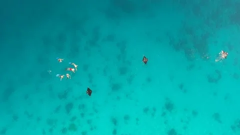 Drone, manta ray and a group of people swimming in clear water, Indonesia Stock Footage 131436474