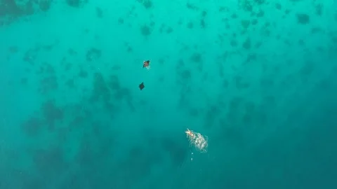 Drone, manta rays and a swimmer in clear turqouise water, Indonesia Stock Footage 131436556