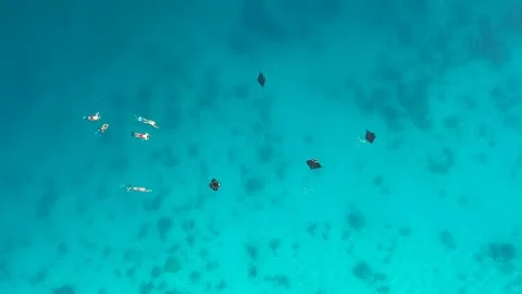 Drone, manta rays in clear turquoise water with people swimming alongside, I Video stock 131436625
