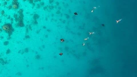 Drone, manta rays swimming over reef with people swimming alongside, Indones Stock Footage 131436659
