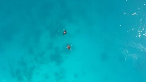 Drone, manta rays swimming together in turquoise water Stock Footage 131436734