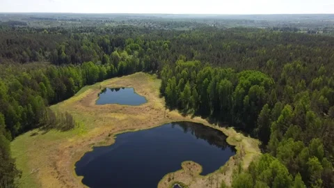 Drone Marsh and Lake in the Forest Stock Footage