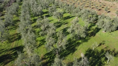 Drone mature ancient olive trees and young baby saplings in a sunlit orchard in Stock Footage 346073809