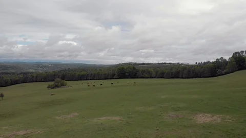 Drone medium low approaching cows in field, quebec farm in spring, 4k Stock Footage 91153752